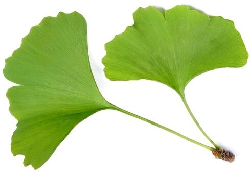 Insunol bevat ginkgo biloba